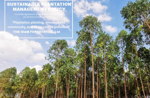  SUSTAINABLE PLANTATION MANAGEMENT POLICY 