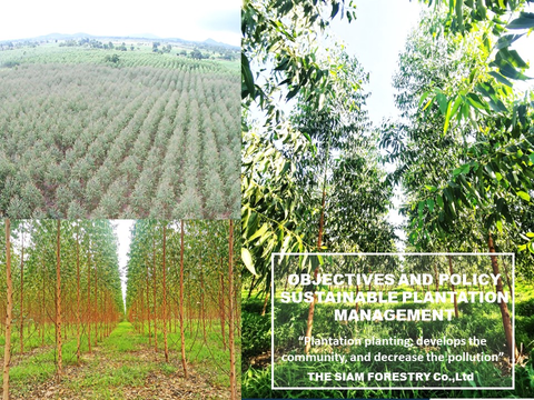 OBJECTIVES AND POLICY SUSTAINABLE PLANTATION MANAGEMENT IN COMPLIANCE WITH FSC PRINCIPLES AND CRITERIA ECONOMIC ASPECT